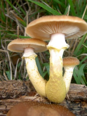  Image name: armillaria_mellea8.jpg 
 width: 300 pixel 
 height: 400 pixel 
 Size: 35829 bytes 
 Click to enlarge 